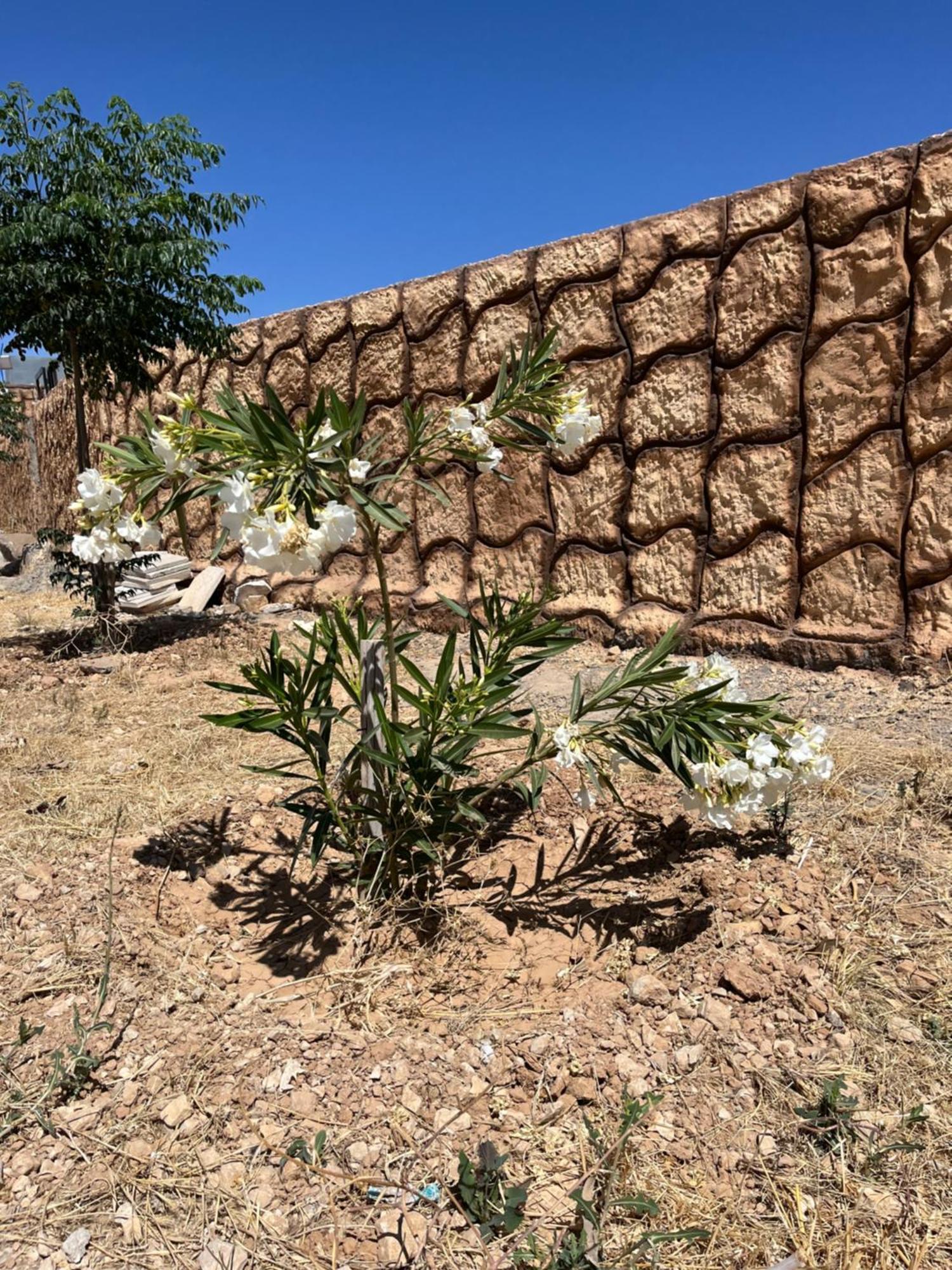 Al-Nawatef Eco Camp- Dana Nature Reserve Exterior photo